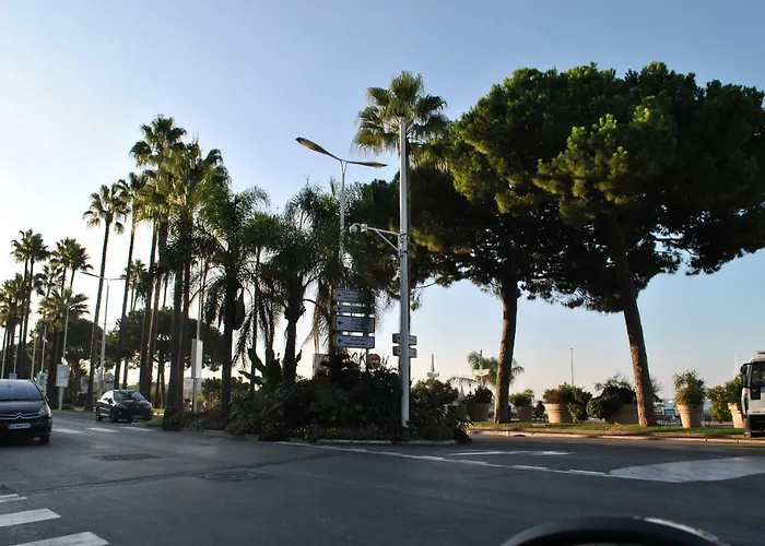 Palm D'or Kar146 2p