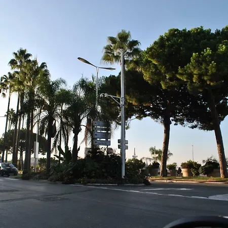Palm D'or Kar146 2p